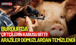 Çiftçilerin kabusu bitti! Domuzlar Tarım arazilerinden temizlendi