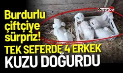 Burdurlu çiftçiye sürpriz! Tek seferde 4 erkek kuzu doğurdu