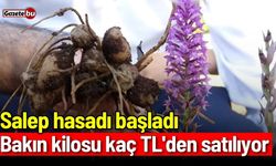 Salep hasadı başladı: Bakın kilosu kaç TL'den satılıyor