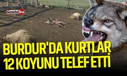Burdur'da kurtlar 12 koyunu telef etti 20'sini yaraladı