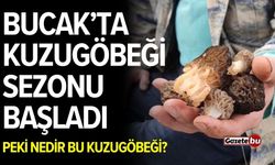 Bucak’ta kuzugöbeği sezonu başladı: Peki nedir bu meşhur mantar?
