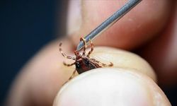 Kene can aldı! 7 çocuk annesi öldü