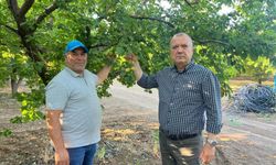 İspanya modeliyle 2 milyon liralık kayısısını kurtardı