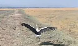 Yuvadan düşen leylek tedavisinin ardından doğaya salındı