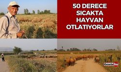 50 derece sıcakta hayvan otlatıyorlar