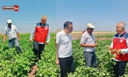 Hatay'da pamuk tarlaları incelendi