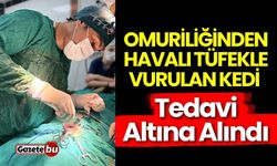 Omuriliğinden havalı tüfekle vurulan kedi tedavi altına alındı