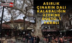 Asırlık çınarın dalı kalabalığın üzerine düştü: 1 yaralı