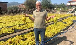 Üzümde fiyat belirsizliği hem üreticiyi hem de çalışanları tedirgin ediyor