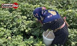 Osmaniye’de doğa ve hayvan sevgisi aynı toprakta filizleniyor