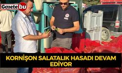 Kornişon salatalık hasadı devam ediyor