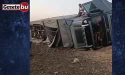 Siverek’te büyükbaş hayvan yüklü tır devrildi