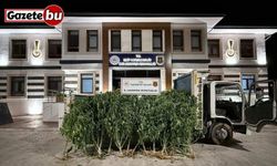 Gaziantep’te 825 kök kenevir ele geçirildi: 2 şahıs tutuklandı