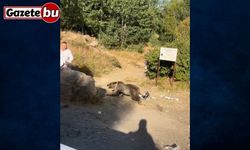 Kucağında bebekle ayı saldırısına uğradı