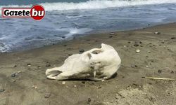 Denizden telef olmuş angus çıktı