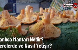 Kanlıca Mantarı Nedir? Nerelerde ve Nasıl Yetişir?