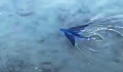 Muğla Datça'da Sıradışı Görüntü: Uçan Balık