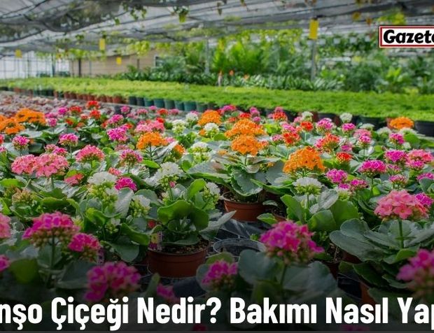 Kalanşo Çiçeği Nedir? Bakımı Nasıl Yapılır?