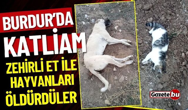 Burdur'da KATLİAM ! Zehirli Et İle Hayvanları Öldürdüler