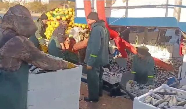 Marmara Denizi'nde Balıkçılar Bin Kasa Balık Avladı