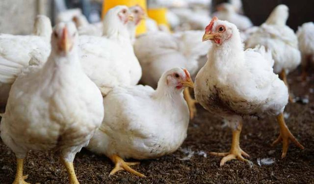 Tavuk Eti Üretimi Eylülde Yıllık Bazda Yüzde 8,9 Azaldı: 191 Bin 454 Ton