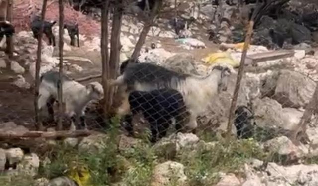 Isparta’da kurtlar çobana dehşeti yaşattı bir keçiyi telef etti
