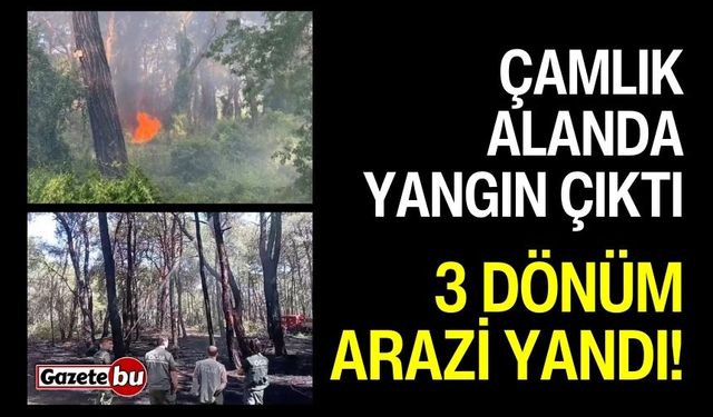 Manavgat'ta çamlık alanda yangın: 3 dönüm arazi yandı!