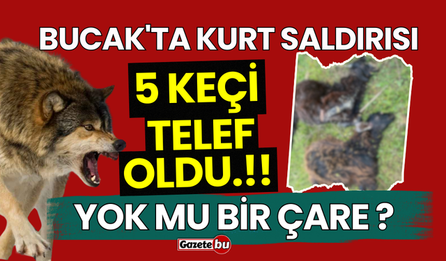 Bucak'ta Kurt Saldırısı: 5 Keçi Telef!