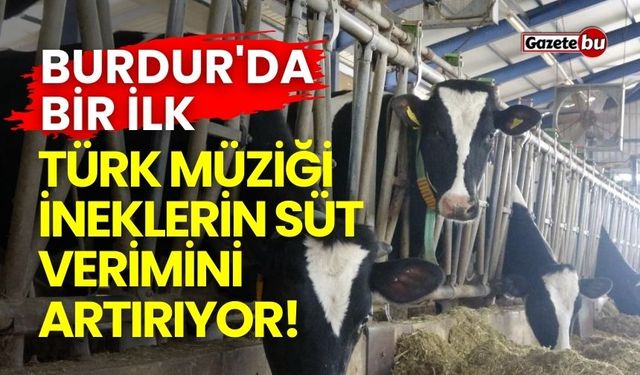 Burdur'da Bir İlk: Türk Müziği İneklerin Süt Verimini Artırıyor!