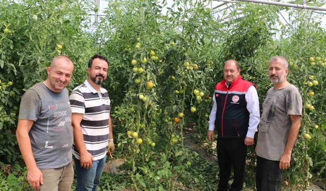 Erzincan’ın Sera Cenneti: Domates ve Salatalıkta Rekor