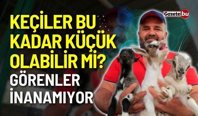 Keçiler Bu Kadar Küçük Olabilir Mi? Görenler inanamıyor