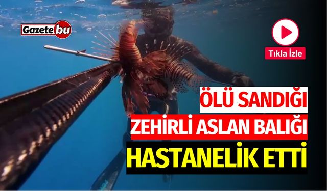 Ölü Sandığı Zehirli Aslan Balığı, Hastanelik Etti