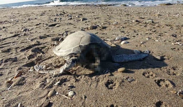 Son bir haftada iki caretta caretta ölü bulundu