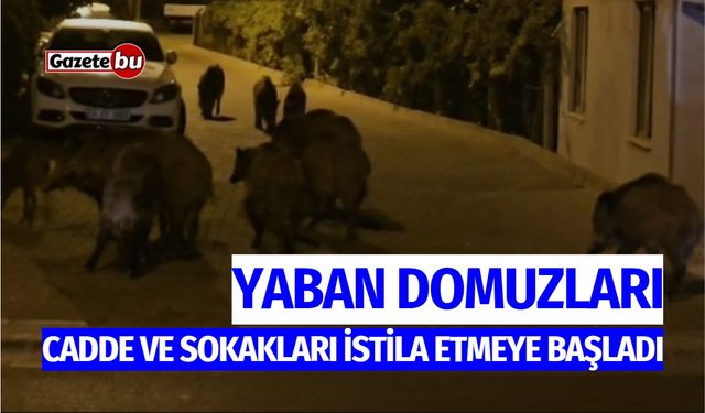 Yaban domuzları, cadde ve sokakları istila etmeye başladı