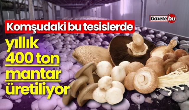 Komşudaki bu tesislerde yıllık 400 ton mantar üretiliyor