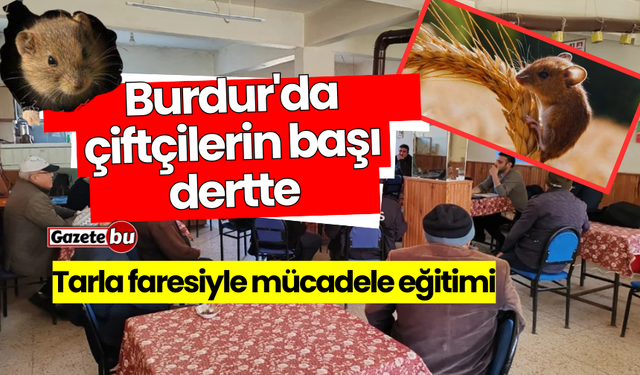 Burdur'da çiftçilerin başı dertte: Tarla faresiyle mücadele eğitimi