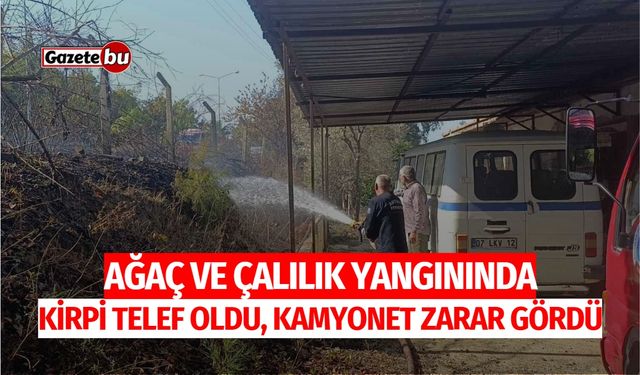 Çalılık yangınında kirpi telef oldu, kamyonet zarar gördü