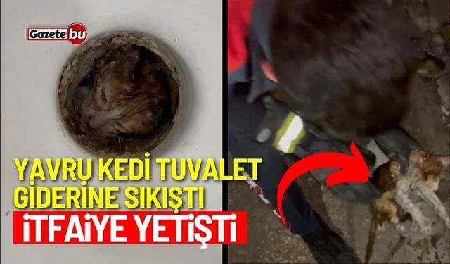 Yavru kedi tuvalet giderine sıkıştı: İtfaiye yetişti