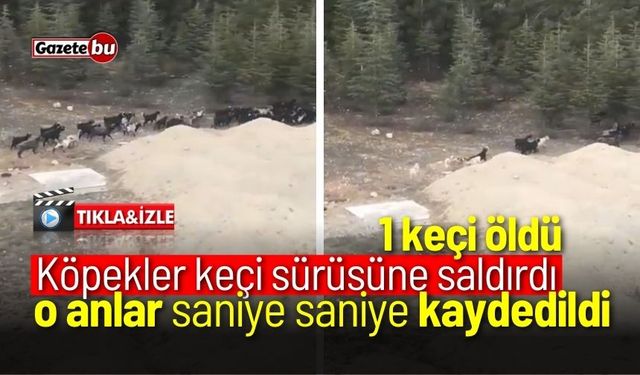 Köpekler keçiyi parçaladı, o anlar saniye saniye kaydedildi