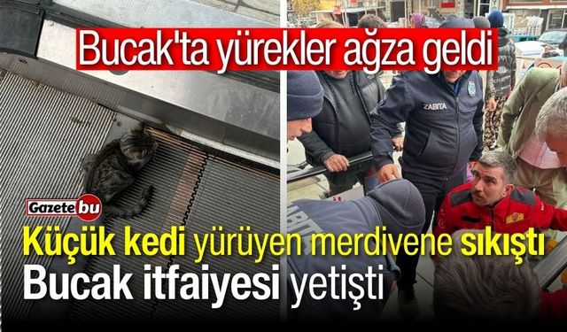 Bucak'ta yürekler ağza geldi: Küçük kedi yürüyen merdivene sıkıştı