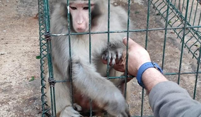 Rhesus Maymununu besleyen şahsa 8 bin 322 lira para cezası