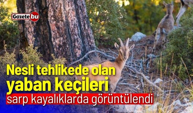 Nesli tehlikede olan yaban keçileri sarp kayalıklarda görüntülendi