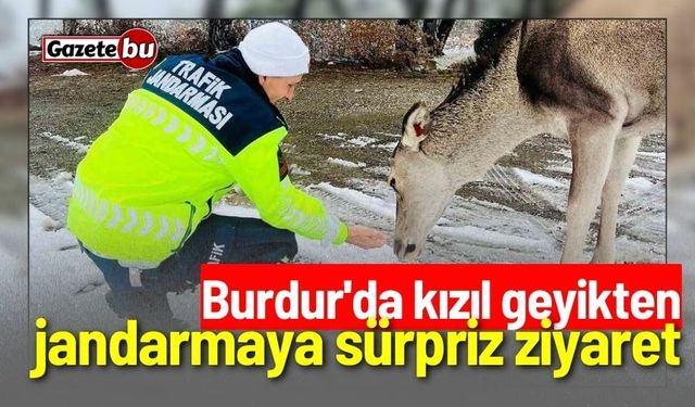 Burdur'da kızıl geyikten jandarmaya sürpriz ziyaret