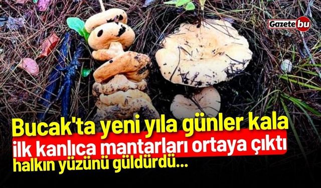 Bucak'ta yeni yıla günler kala ilk kanlıca mantarları ortaya çıktı