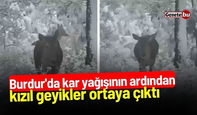 Burdur'da kızıl geyikler kar yağışının ardından ortaya çıktı