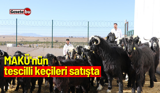 MAKÜ'nün tescilli keçileri satışta