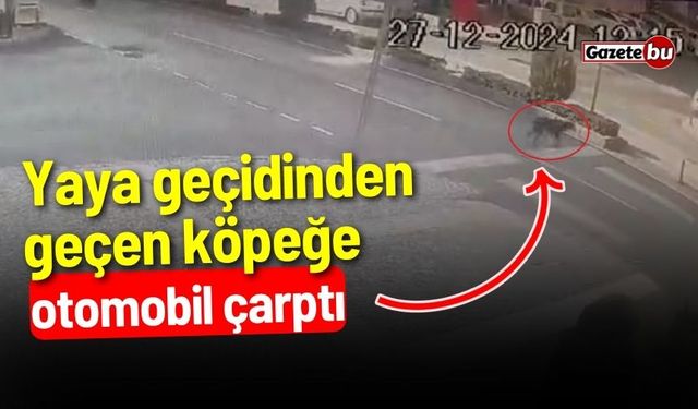 Yaya geçidinden geçen köpeğe otomobil çarptı