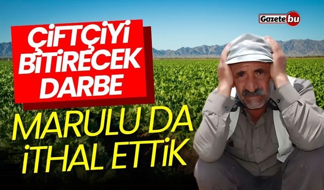 Çiftçiyi bitirecek darbe: Marulu da ithal ettik!