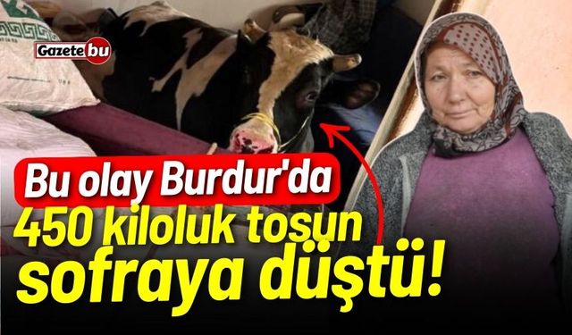 Bu olay Burdur'da: 450 kiloluk tosun sofraya düştü!