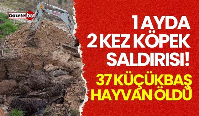 1 ayda 2 kez köpek saldırısı! 37 küçükbaş hayvan öldü